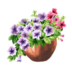 Rustic style composition with Petunia flowers in the flower pot. Hand drawn watercolor illustration isolated on white background
