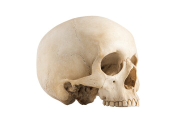 Obraz premium Side view of human skull with distinct sutures and teeth detailed, cut out