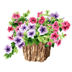 Petunia flowers in wooden planter with rustic style. Hand drawn watercolor illustration isolated on white background