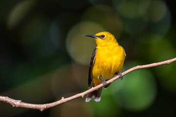 Beautiful Sunbird Perched on a Tree Branch, Showcasing Its Vibrant Plumage and Delicate Features in a Lush Natural Setting, Vibrant Wallpaper
