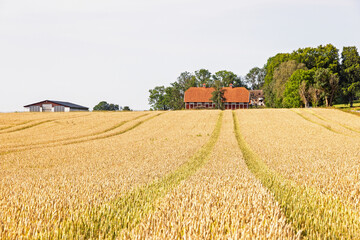 Fototapeta premium Crops on a field in the countryside with a red barn a summer day