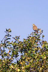 Kestrel sitting on an apple tree in the summer