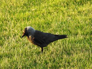 Nordische Dohle Corvus Monedula auf Futtersuche auf einer Wiese in Gislaved