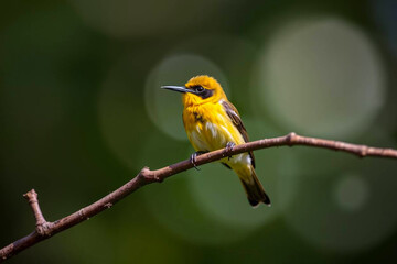 Fototapeta premium Beautiful Sunbird Perched on a Tree Branch, Showcasing Its Vibrant Plumage and Delicate Features in a Lush Natural Setting, Vibrant Wallpaper