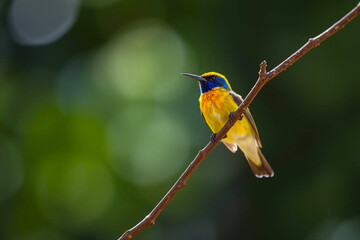 Beautiful Sunbird Perched on a Tree Branch, Showcasing Its Vibrant Plumage and Delicate Features in a Lush Natural Setting, Vibrant Wallpaper