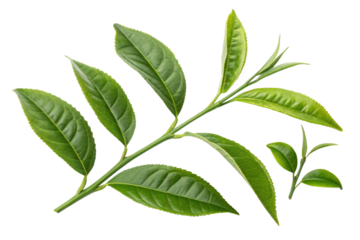 Set of realistic green tea leaves and sprouts isolated on transparent background sprig of green tea tea leaf vector illustration EPS10