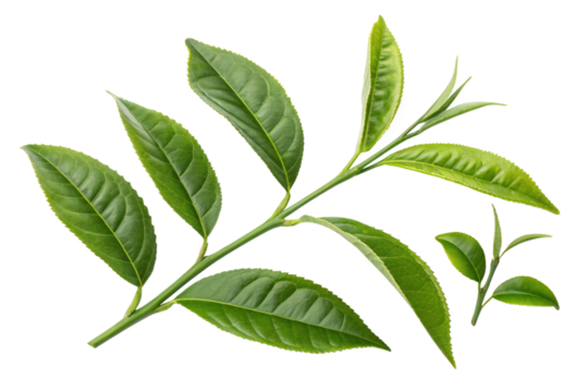Set of realistic green tea leaves and sprouts isolated on transparent background sprig of green tea tea leaf vector illustration EPS10