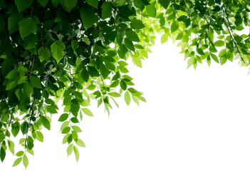 Obraz premium Vibrant green leaves cascading against a deep black background highlighting natural beauty
