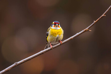 Vibrant Goldfinch Perched on a Tree Branch, Showcasing Its Bright Yellow and Black Plumage in a Serene Natural Setting, Vibrant Wallpaper