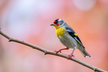 Fototapeta premium Vibrant Goldfinch Perched on a Tree Branch, Showcasing Its Bright Yellow and Black Plumage in a Serene Natural Setting, Vibrant Wallpaper
