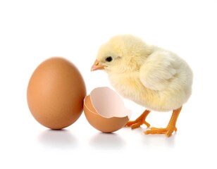 Fototapeta premium Chick next to eggshell