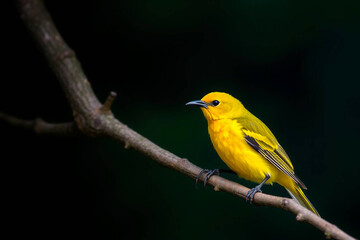 Obraz premium Bright Yellow Tanager Perched on a Tree Branch, Displaying Its Vibrant Yellow Plumage in a Tranquil Natural Setting, Vibrant Wallpaper