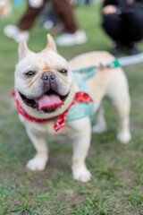 Fototapeta premium a cheerful white French Bulldog, also known as a Frenchie, strolling through a lush green field. Its wrinkled face and distinctive bat-like ears add to its adorable charm.