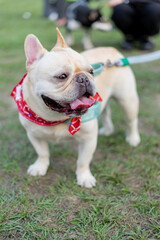 a cheerful white French Bulldog, also known as a Frenchie, strolling through a lush green field. Its wrinkled face and distinctive bat-like ears add to its adorable charm.