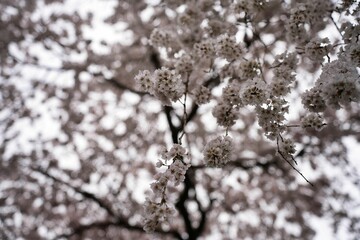 夕暮れの静寂と枝垂れ桜