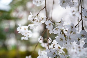 白い枝垂れ桜
