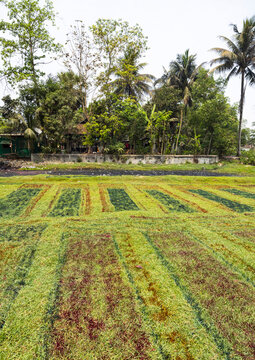 Traces of dyed fabrics that have stained the lawn in a batik factory, Chittagong Division, Comilla, Bangladesh