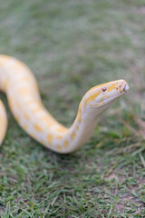A stunning yellow Burmese python is sprawled across a vibrant green lawn, its sleek, golden scales...