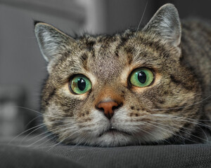 Closeup portrait of a startled looking tabby cat 