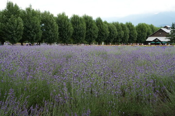 Scenic Views from Hokkaido, Japan &ndash; Nature, Flowers, and Landmarks.A collection of beautiful photographs taken during a trip to Hokkaido, Japan. Featuring landscapes, lavender fields, waterfalls, hot 