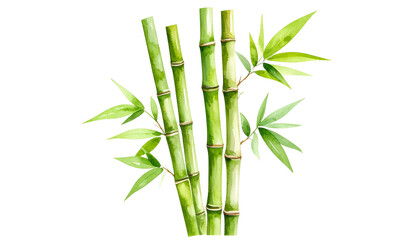 Green bamboo plant with leaves, isolated on white background

