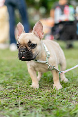 Fototapeta premium a cheerful white French Bulldog, also known as a Frenchie, strolling through a lush green field. Its wrinkled face and distinctive bat-like ears add to its adorable charm.