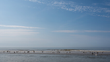 Birds on a sandbank by the sea