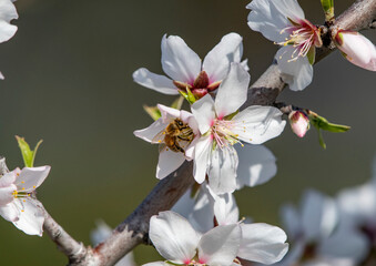 A honey bee collects pollen from a tree blossom 