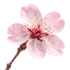 Pink Almond Blossom Flower Spring Bloom Nature Beauty