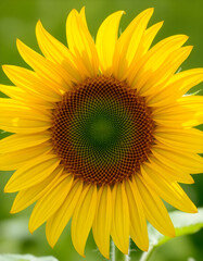 Obraz premium Large Sunflower in Full Bloom