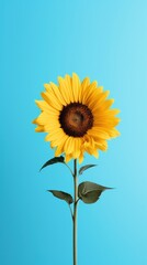 Sunflower plant blue blue background.