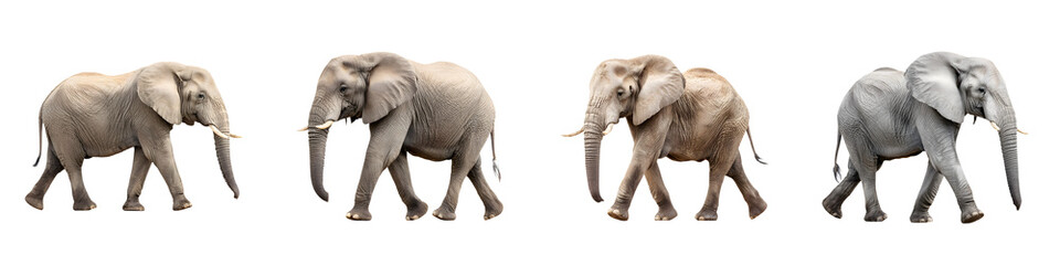 Fototapeta premium Captivating progression of elephants showcasing diverse tones and textures, ideal for educational publications or wildlife documentaries, featuring realistic depiction and artistic flair