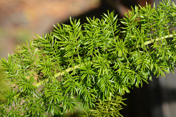 Plume asparagus Myersii