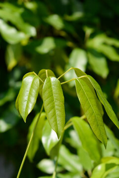 Elliptic-Leaved Schefflera leaves - Latin name - Heptapleurum ellipticum