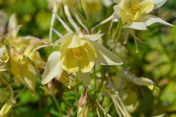 Columbine yellow flower - Latin name - Aquilegia hybrida Spring Magic Yellow