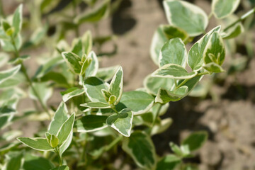 Variegated Greater periwinkle leaves - Latin name - Vinca major Variegata