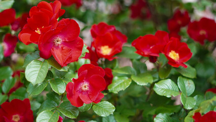 Bright red blooming roses in sunlight with fresh green foliage