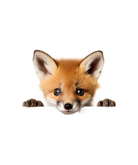 Red fox cub, a Peeking cute wild mammal, isolated on white with a white background in a studio shot