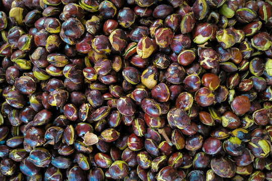 Archidendron pauciflorum, commonly known as djenkol beans, jengkol or jering is a species of flowering tree in the pea family, Fabaceae. food background.