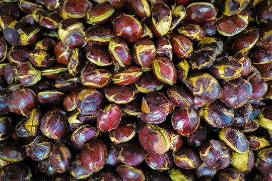 Archidendron pauciflorum, commonly known as djenkol beans, jengkol or jering is a species of flowering tree in the pea family, Fabaceae. food background.