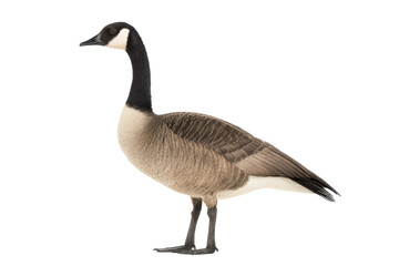 Canada goose standing against white background, cut out