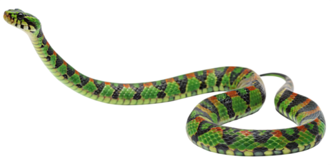 Vibrant green snake isolated on a white background png ai generated