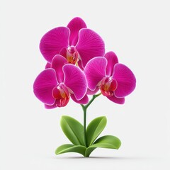 Obraz premium Magenta orchid flower on white background