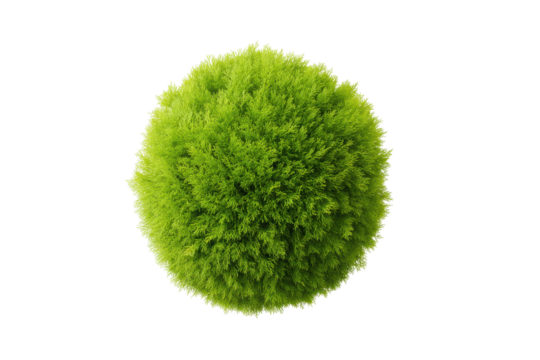 Vibrant spherical plant against black background: artistic greenery, cut out