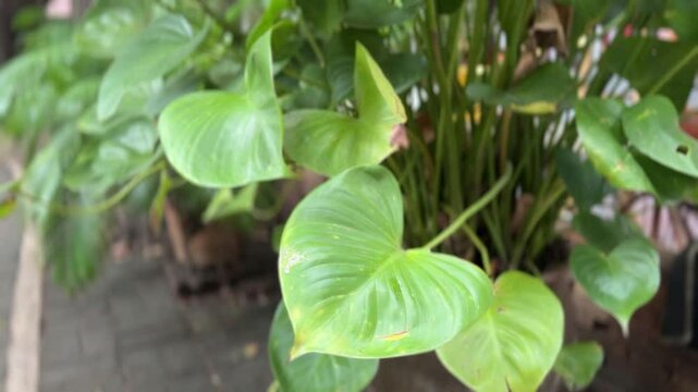 Glossy green heart-shaped leaves of Homalomena rubescens in soft outdoor close-up view
