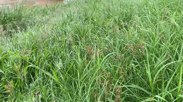 Tall Cyperus rotundus grass sways in wind near muddy riverbank with lush green blades
