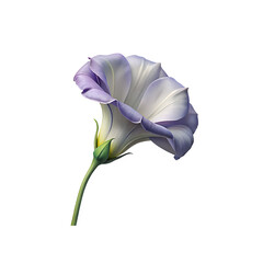  eustoma flower png