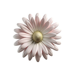 english daisy flower PNG