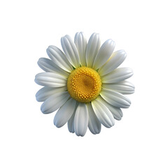 crown daisy flower PNG