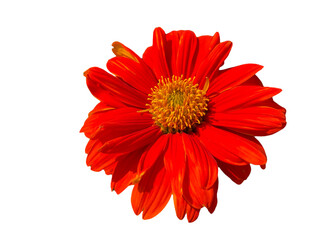 red dahlia flower, Zinnia, Zinnia violacea Cav, Zinnia elegans Jacq, png